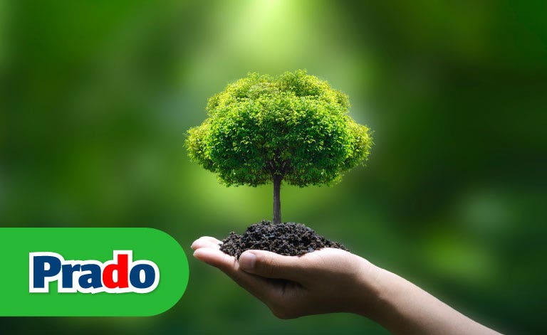 ¿Cómo cuidar el medio ambiente desde casa? 